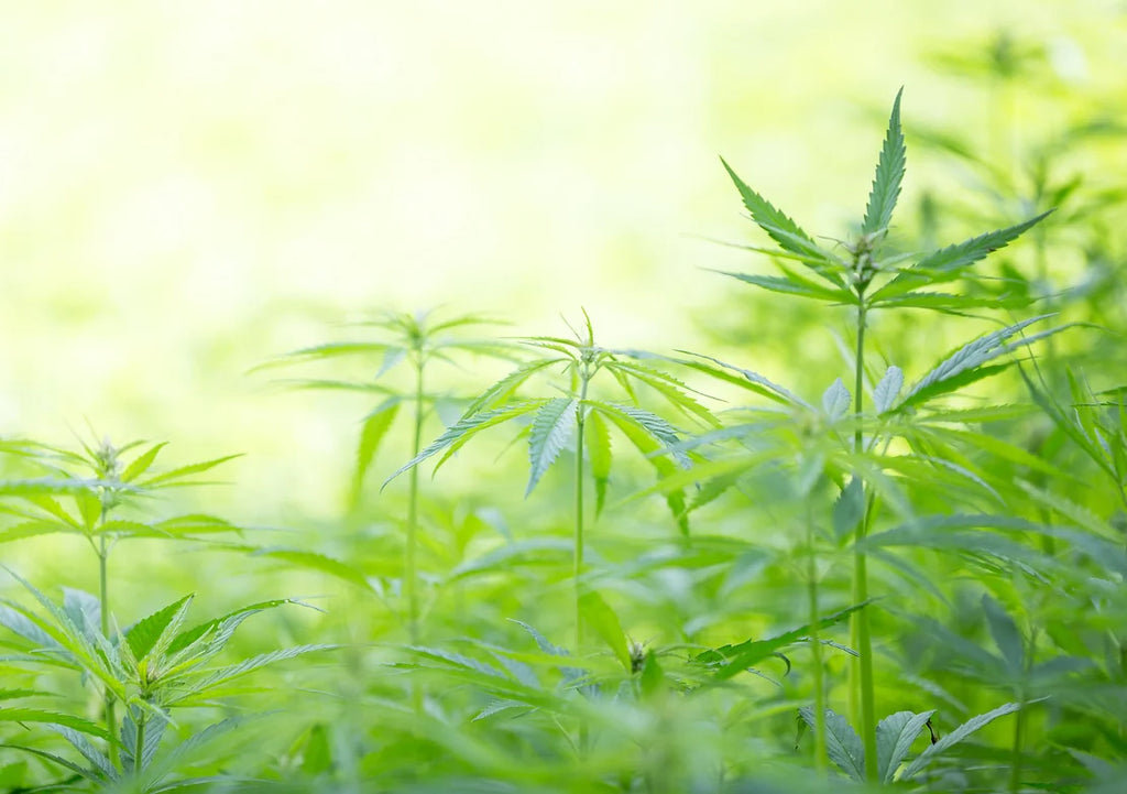 CBD Regenerative Skin Care